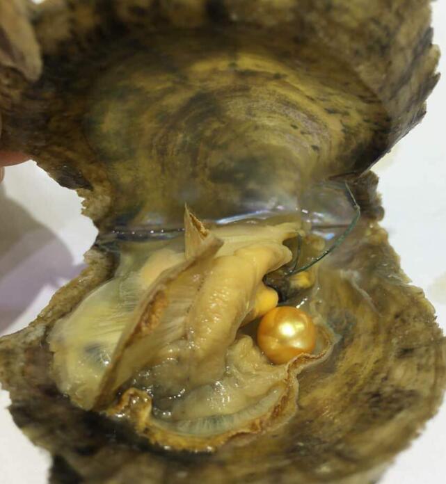 100 pcs Akoya saltwater oysters round pearl 6-8mm random mixed color 30 single, 30 twins, 20 triplets,20 quads, wholsale price