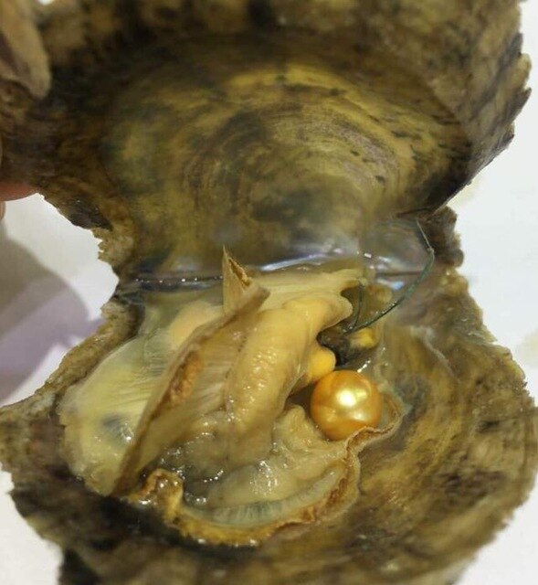 100 pcs Akoya saltwater oysters round pearl 6-8mm random mixed color 30 single, 30 twins, 20 triplets,20 quads,  wholsale price